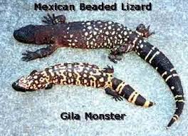 Both Gila Monster and Mexican Beaded Lizard