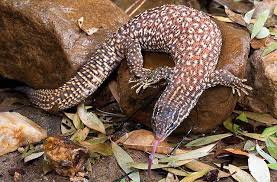 Spiny Tailed Monitor Lizard