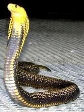 Philippines Spitting Cobra